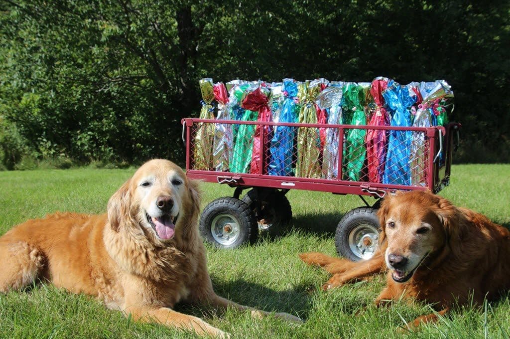 Goldzilla Fun Fair & Walk for Rescue