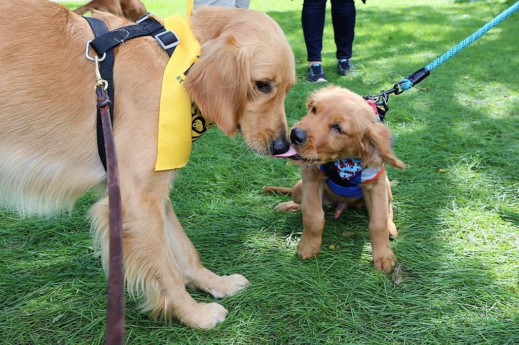 Goldzilla Fun Fair & Walk for Rescue