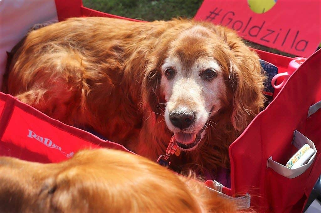 Goldzilla Fun Fair & Walk for Rescue