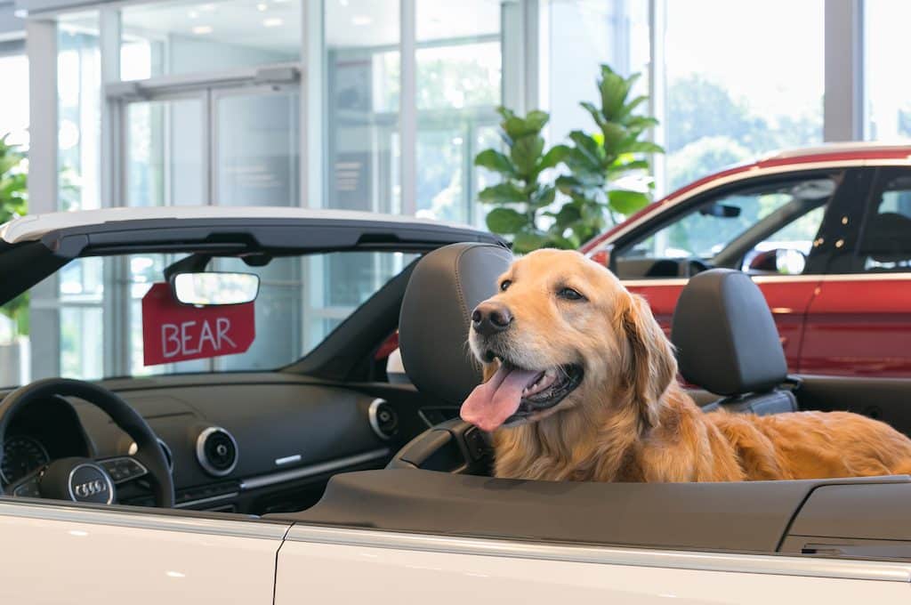 Audi Minneapolis showroom